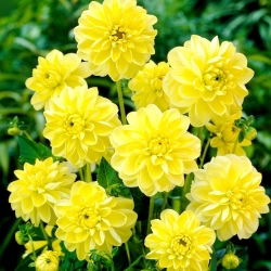Dalia - Glory of Heemstede - GIGA paczka! - 50 szt.