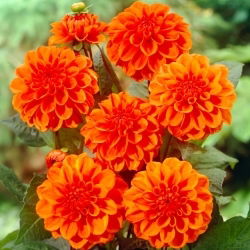 Dalia - Orange Nugget - GIGA paczka! - 50 szt.
