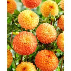 Dalia - Souvenir d'Ete - GIGA paczka! - 50 szt.