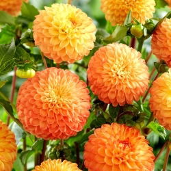 Dalia - Souvenir d'Ete - GIGA paczka! - 50 szt.