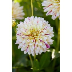 Dalia - Creme Silence - GIGA paczka! - 50 szt.