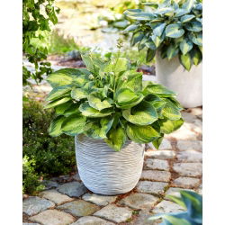 Funkia - Hosta Alligator Alley - GIGA paczka! - 50 szt.