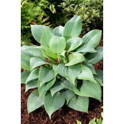 Funkia - Hosta Fragrant Blue - pachnąca - GIGA paczka! - 50 szt.