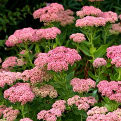 Rozchodnik okazały - Sedum Spectabile - sadzonka - GIGA paczka! - 50 szt.