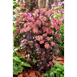 Rozchodnik José Aubergine - Sedum - sadzonka - GIGA paczka! - 50 szt.