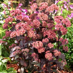 Rozchodnik José Aubergine - Sedum - sadzonka - GIGA paczka! - 50 szt.