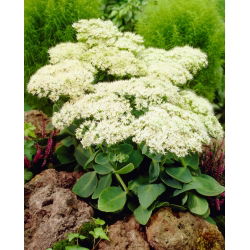 Rozchodnik Stardust - Sedum - sadzonka - GIGA paczka! - 50 szt.