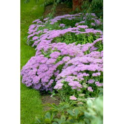 Rozchodnik Vera Jameson - Sedum - sadzonka - GIGA paczka! - 50 szt.