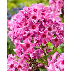 Floks (Phlox) - Płomyk wiechowaty - Ferris Wheel - 1 szt.