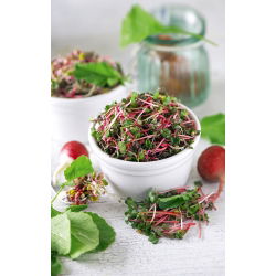 Nasiona na kiełki - Rzodkiewka Red Coral - 500 g