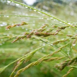 Kostrzewa czerwona Relevant - 5 kg