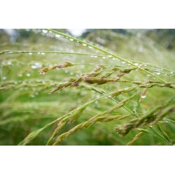 Kostrzewa czerwona Relevant - 5 kg