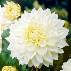 Dalia - White Perfection - GIGA paczka! - 50 szt.