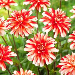 Dalia - Dynamite - GIGA paczka! - 50 szt.