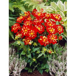 Dalia - Impression Festivo