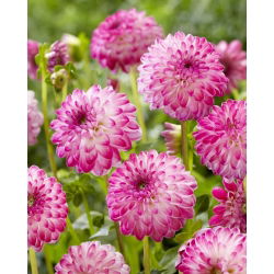 Dalia - Pink Isa - duża paczka! - 10 szt.