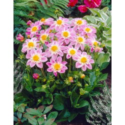 Dalia - Impression Famoso - GIGA paczka! - 50 szt.