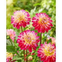 Dalia - Double Shine - duża paczka! - 10 szt.