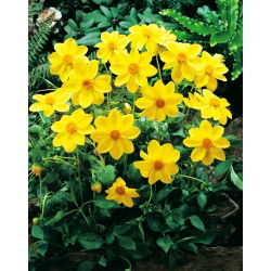 Dalia - Yellow Sneezy - duża paczka! - 10 szt.