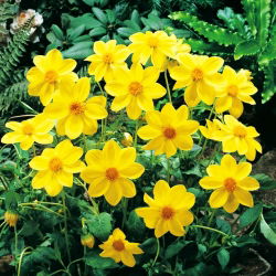 Dalia - Yellow Sneezy - duża paczka! - 10 szt.