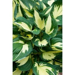 Funkia - Hosta Colored Hulk