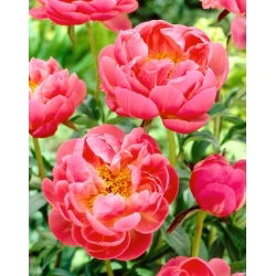 Piwonia, Paeonia - Coral Charm - sadzonka