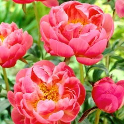 Piwonia, Paeonia - Coral Charm - sadzonka