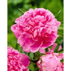Piwonia, Paeonia - Jacorma - sadzonka - GIGA paczka! - 50 szt.