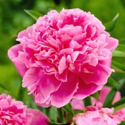 Piwonia, Paeonia - Jacorma - sadzonka - duża paczka! - 10 szt.