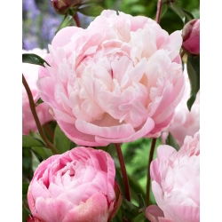 Piwonia, Paeonia - Lady Alexandra Duff - sadzonka - GIGA paczka! - 50 szt.