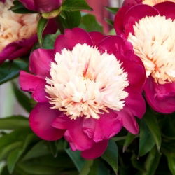Piwonia, Paeonia - White Cap - sadzonka - GIGA paczka! - 50 szt.