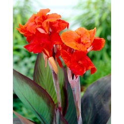 Kanna - Red King Humbert - GIGA paczka! - 50 szt.
