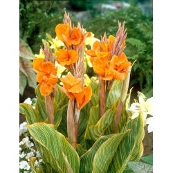 Kanna - Striata
