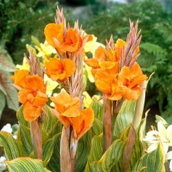 Kanna - Striata