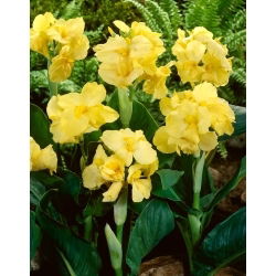Kanna - Yellow Futurity - duża paczka! - 10 szt.