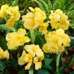 Kanna - Yellow Futurity - duża paczka! - 10 szt.