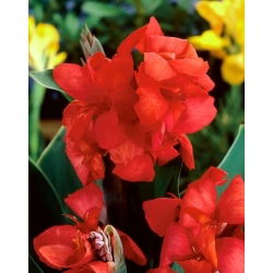 Kanna - Red Beauty - duża paczka! - 10 szt.