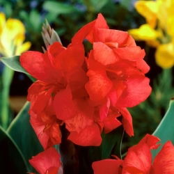 Kanna - Red Beauty - duża paczka! - 10 szt.