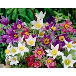 Sasanka - mix - sadzonka - duża paczka! - 10 szt.