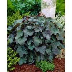 Żurawka - Rachel - 1 szt.