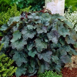 Żurawka - Rachel - 1 szt.