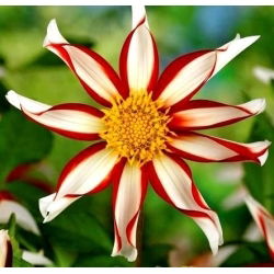 Dalia - Windmill - GIGA paczka! - 50 szt.