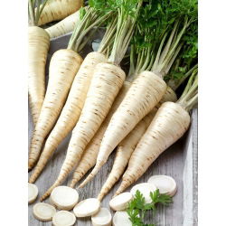 Pietruszka Ołomuńcka - długi, biały korzeń - 500 g