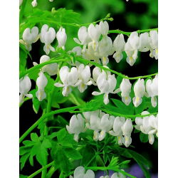 Serduszka okazałe białe - GIGA paczka! - 50 szt.