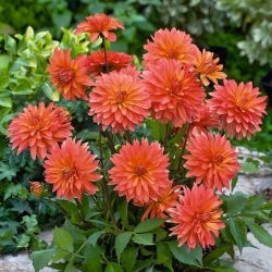 Dalia - Melody Swing - GIGA paczka! - 50 szt.
