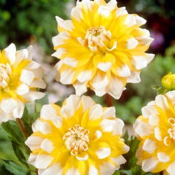 Dalia - Seattle - GIGA paczka! - 50 szt.