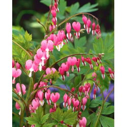 Serduszka okazałe różowe - GIGA paczka! - 50 szt.