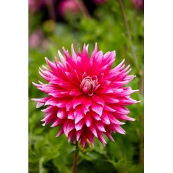 Dalia - Ac Dark Horse - GIGA paczka! - 50 szt.