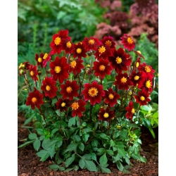 Dalia - Topmix Purple - GIGA paczka! - 50 szt.