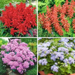 Żeniszek + Szałwia ozdobna - zestaw 4 odmian nasion kwiatów